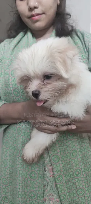 1-3 Months Male Purebred Lhasa Apso