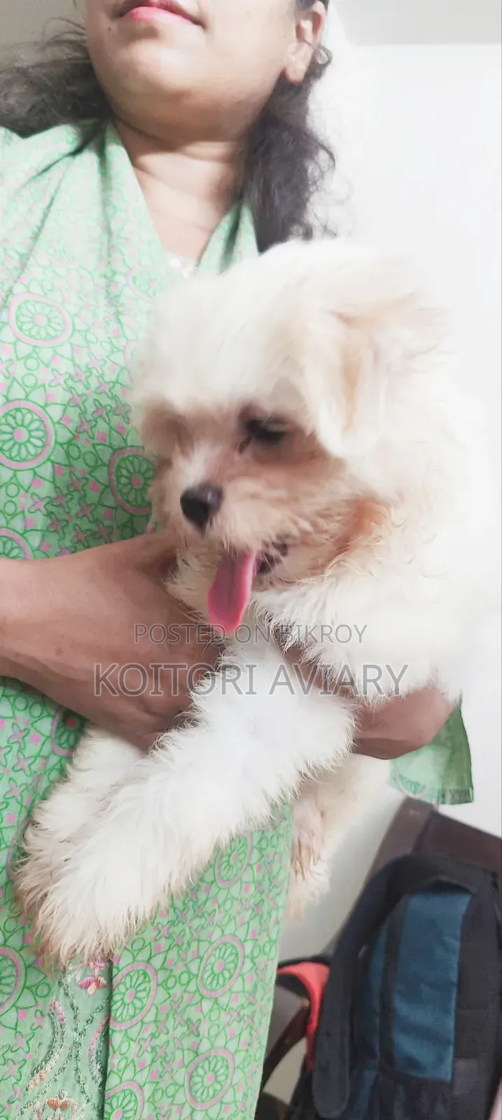 1-3 Months Male Purebred Lhasa Apso