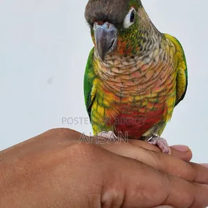 কোনুর (জোড়া)- রেড বেলিড গ্রিন চিক কোনুর