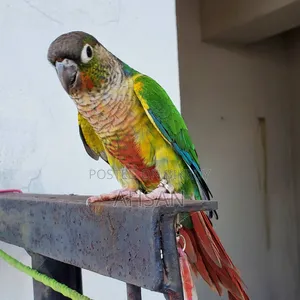 কোনুর (জোড়া)- রেড বেলিড গ্রিন চিক কোনুর