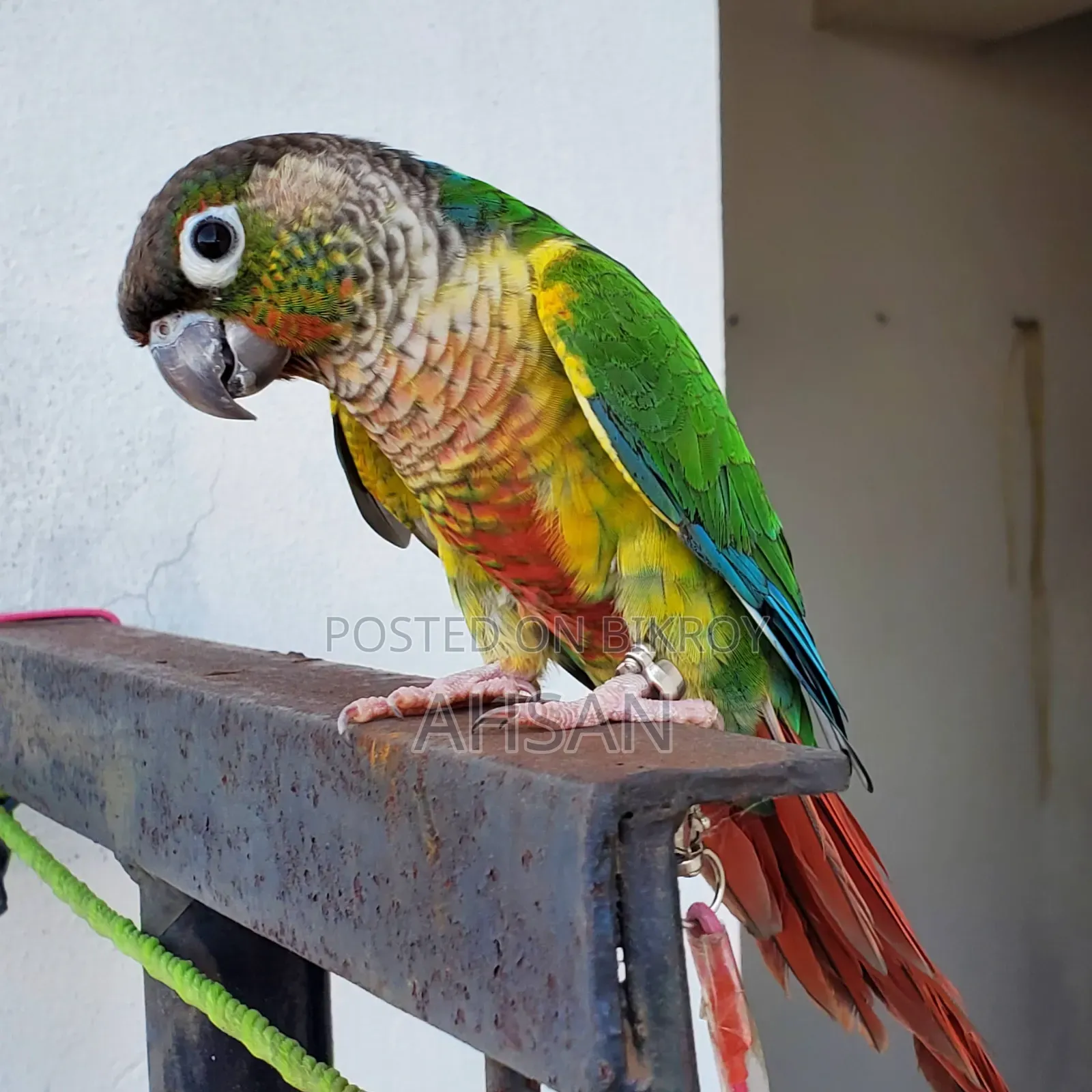 কোনুর (জোড়া)- রেড বেলিড গ্রিন চিক কোনুর