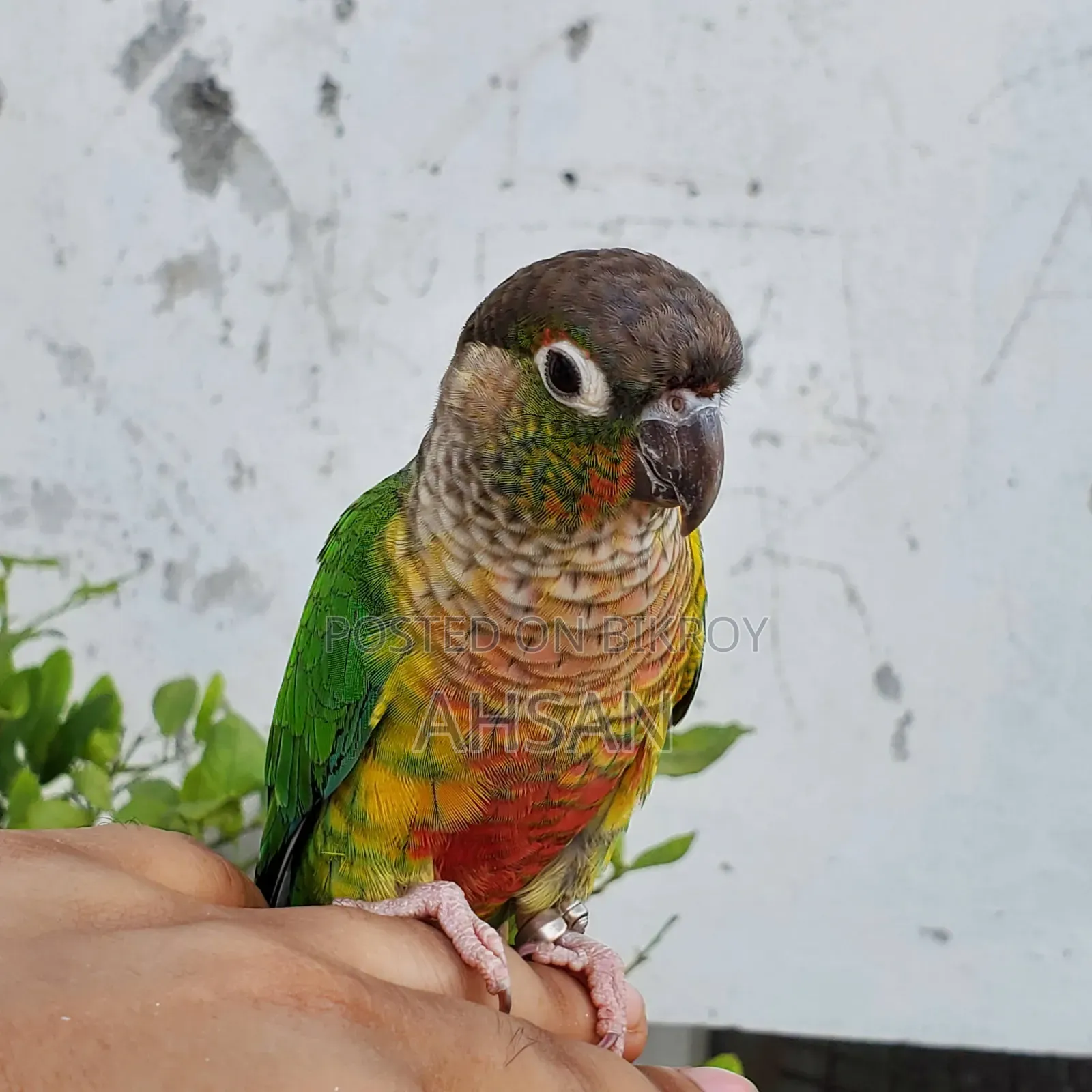 কোনুর (জোড়া)- রেড বেলিড গ্রিন চিক কোনুর