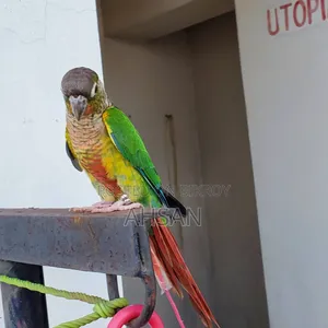 কোনুর (জোড়া)- রেড বেলিড গ্রিন চিক কোনুর