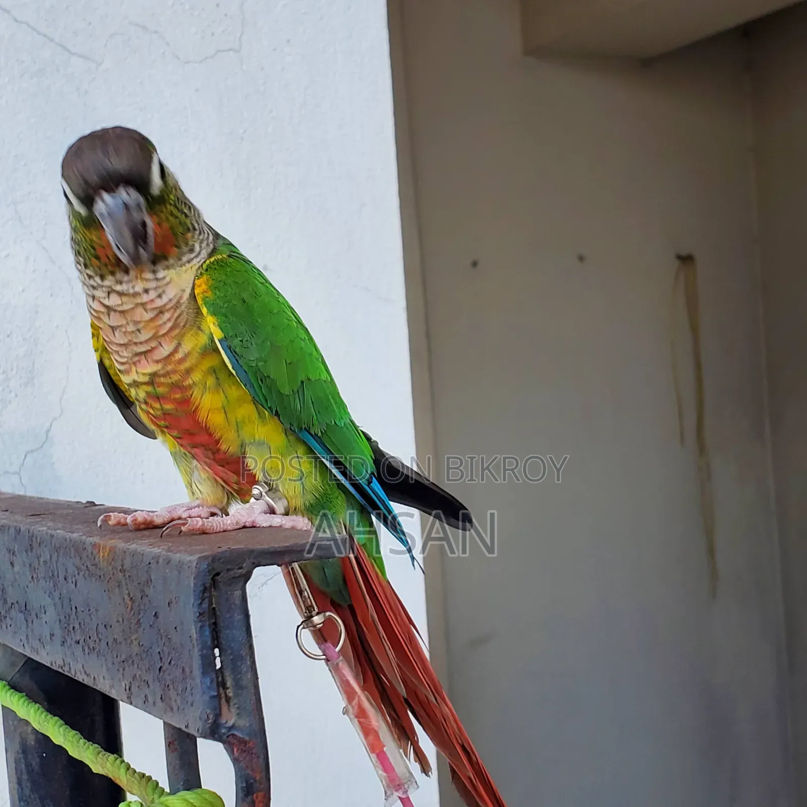 কোনুর (জোড়া)- রেড বেলিড গ্রিন চিক কোনুর