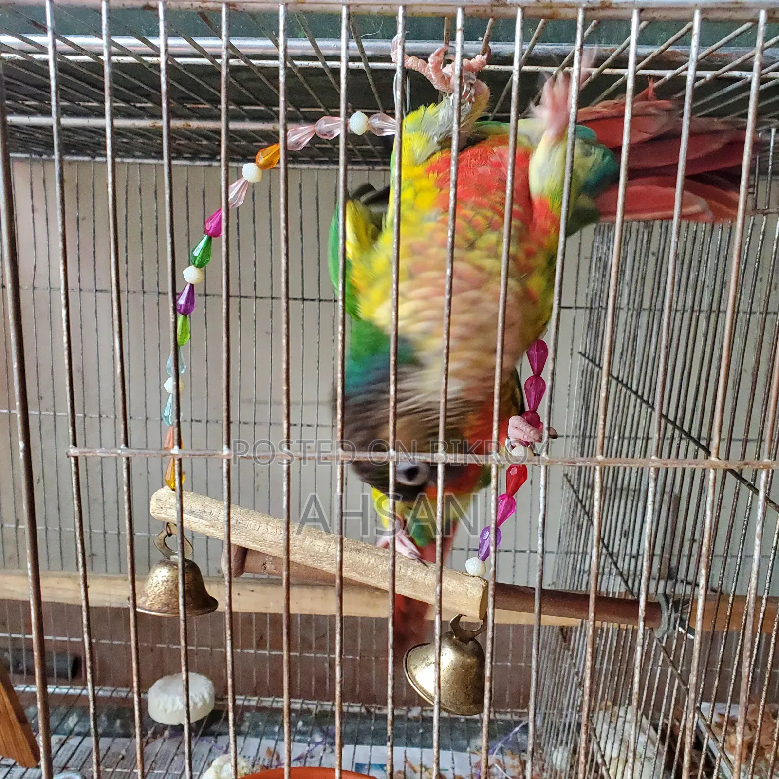 কোনুর (জোড়া)- রেড বেলিড গ্রিন চিক কোনুর