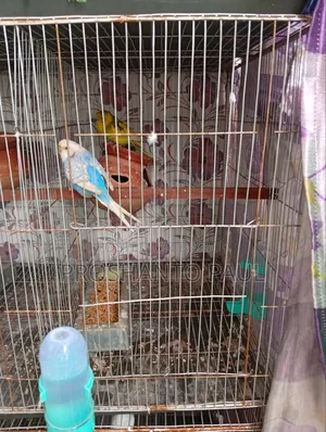 পাখির খাঁচা সহ কলোনির
