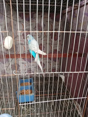 পাখির খাঁচা সহ কলোনির