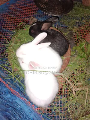 Rabbit for sale