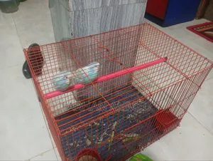 বাজিগর পাখি