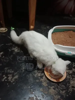 1-3 Months Male Purebred Persian