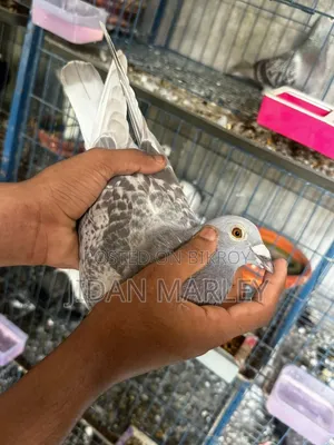 ভালো একটি জোড়া টাকার জন্য বিক্রি করবো 