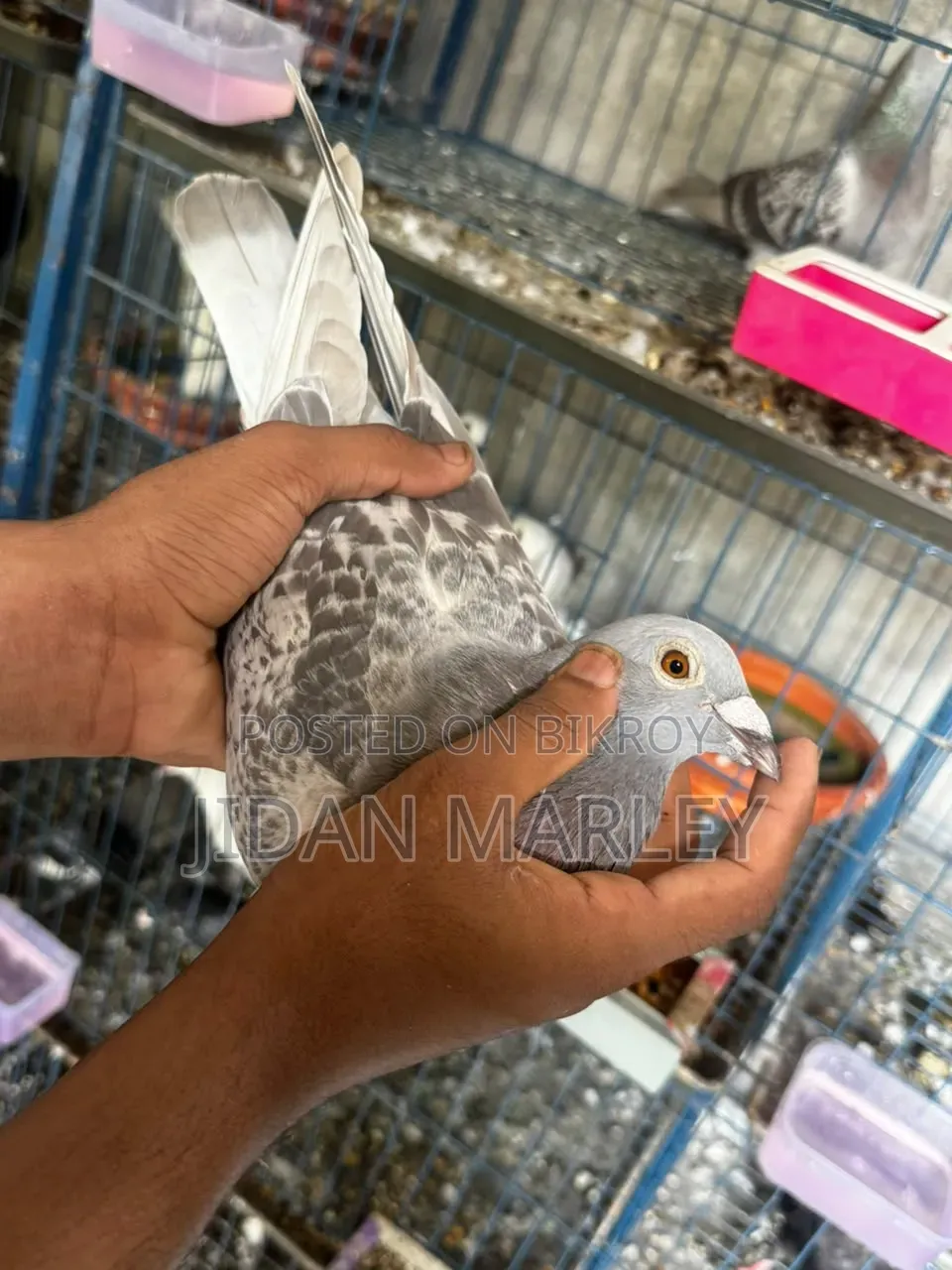 ভালো একটি জোড়া টাকার জন্য বিক্রি করবো 