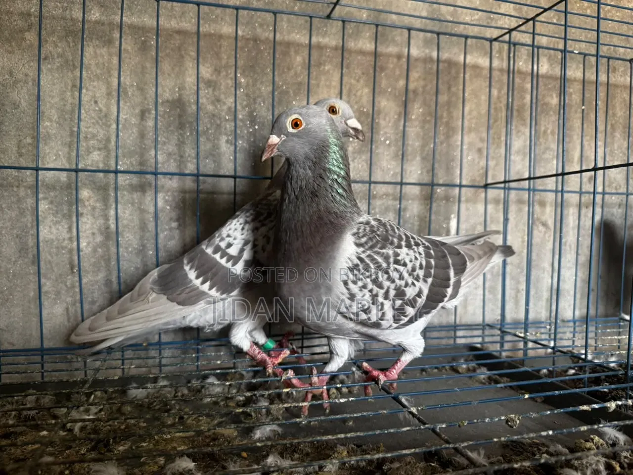 ভালো একটি জোড়া টাকার জন্য বিক্রি করবো 