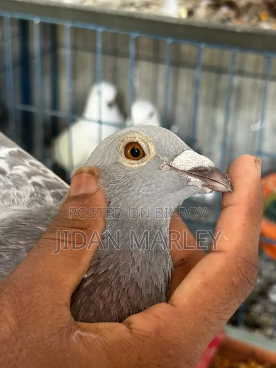 ভালো একটি জোড়া টাকার জন্য বিক্রি করবো 