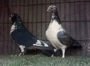বুদাপেস্ট কবুতর