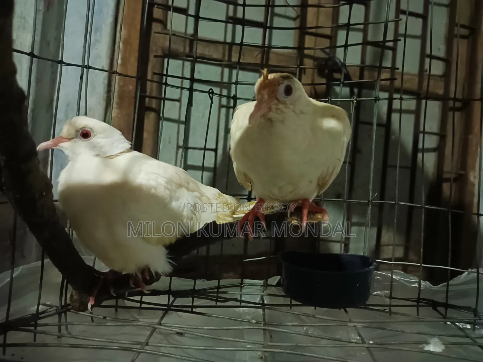 একজোড়া ডিম বাচ্চা করা রানিং ঘুঘু পাখি বিক্রি করব
