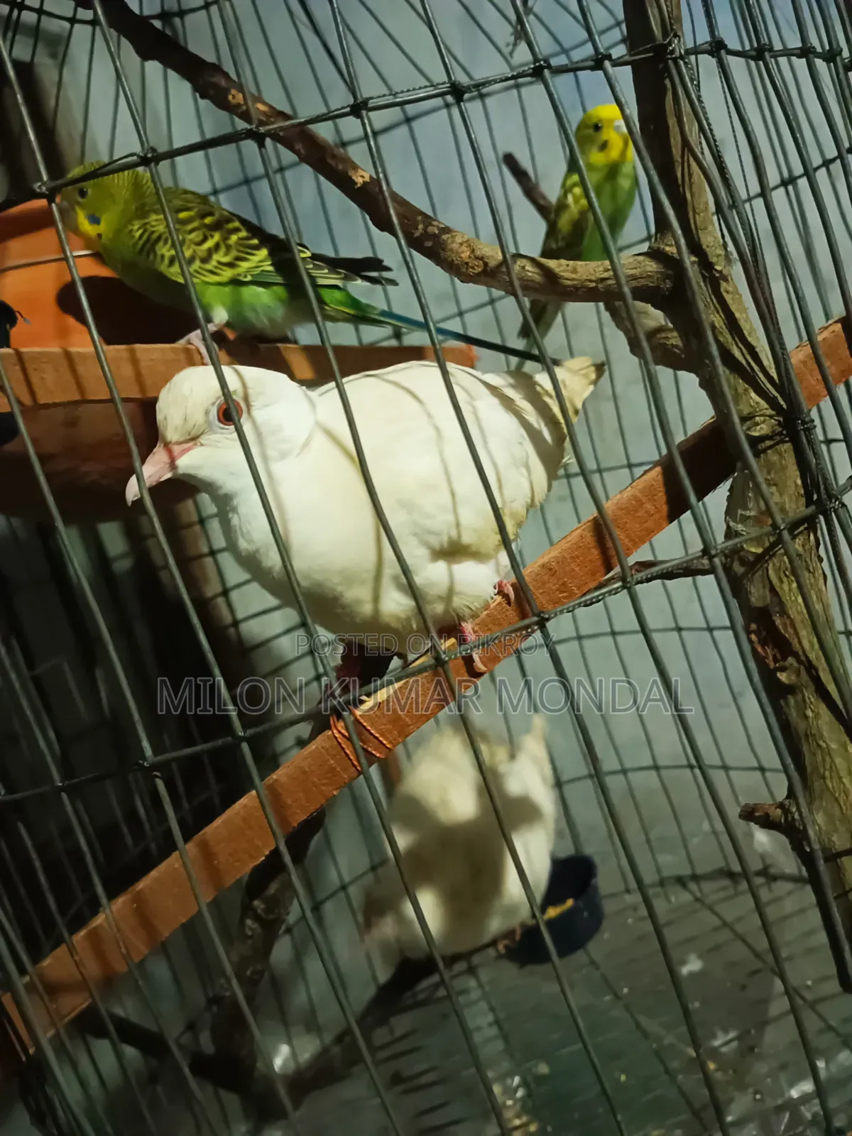 একজোড়া ডিম বাচ্চা করা রানিং ঘুঘু পাখি বিক্রি করব