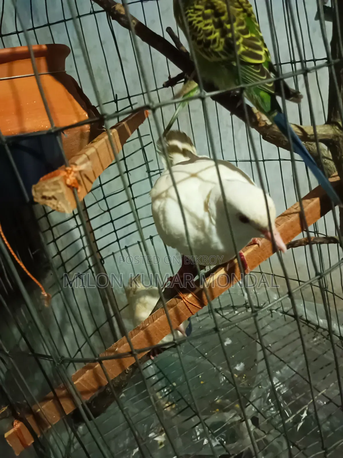 একজোড়া ডিম বাচ্চা করা রানিং ঘুঘু পাখি বিক্রি করব
