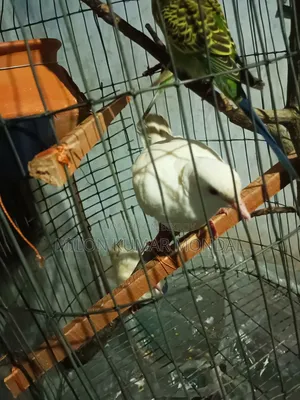 একজোড়া ডিম বাচ্চা করা রানিং ঘুঘু পাখি বিক্রি করব