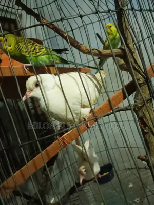 একজোড়া ডিম বাচ্চা করা রানিং ঘুঘু পাখি বিক্রি করব
