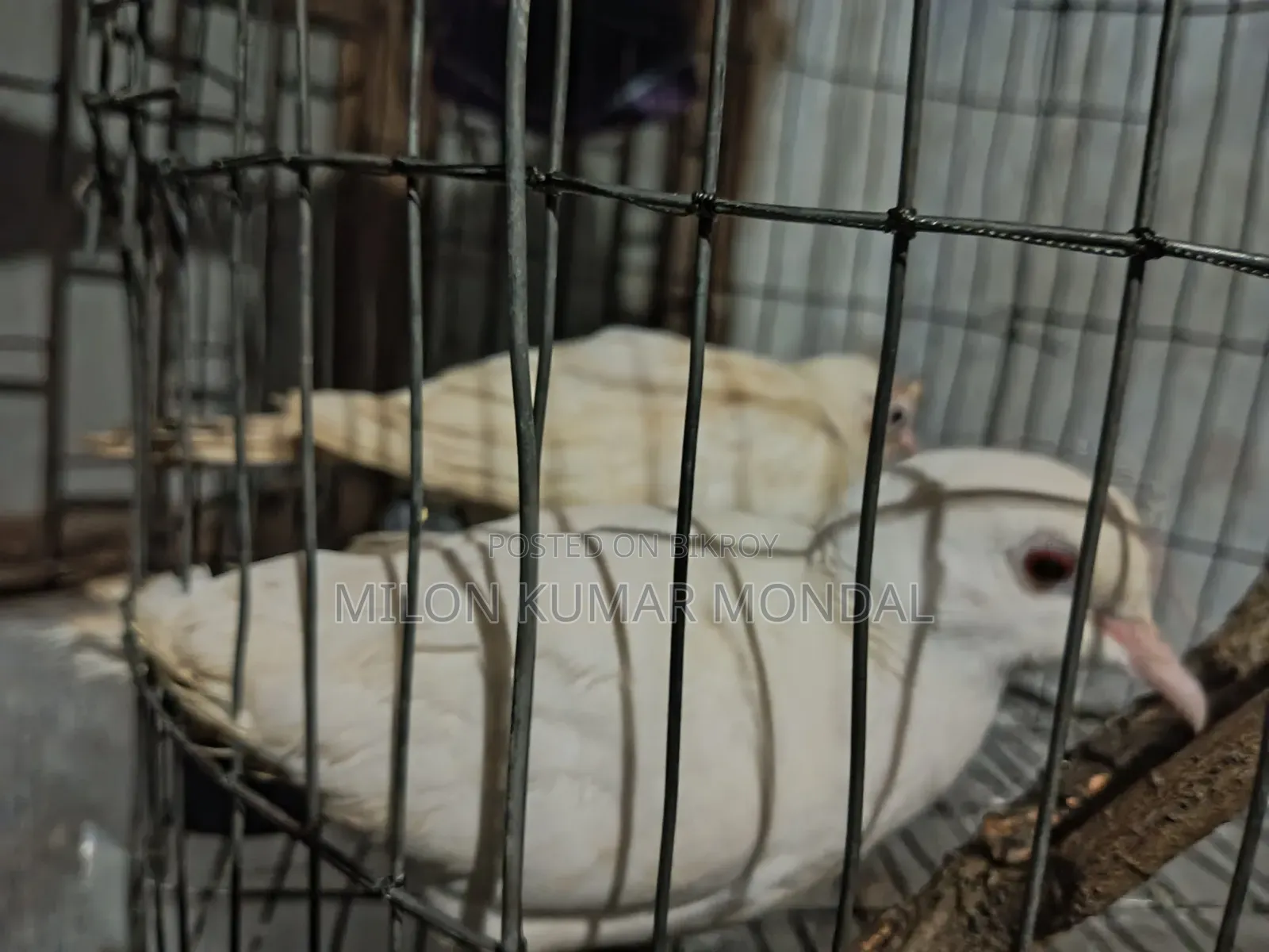 একজোড়া ডিম বাচ্চা করা রানিং ঘুঘু পাখি বিক্রি করব