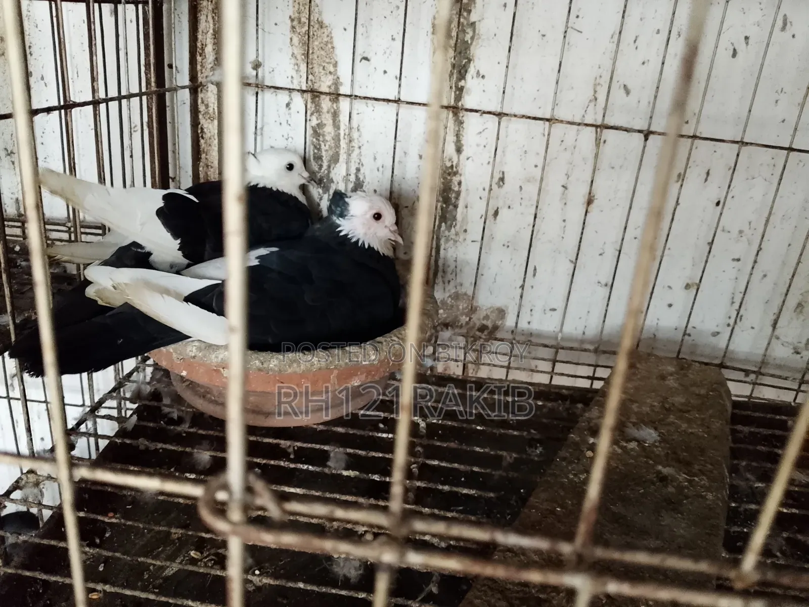 বিক্রি হবে সুলভ মূল্যে