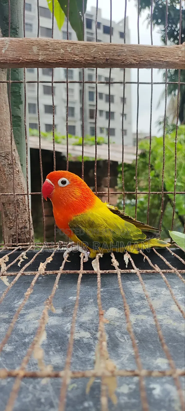 Love Bird