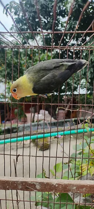 Love Bird
