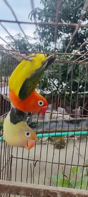 Love Bird