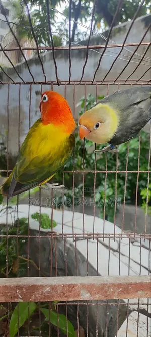 Love Bird