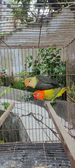 Love Bird
