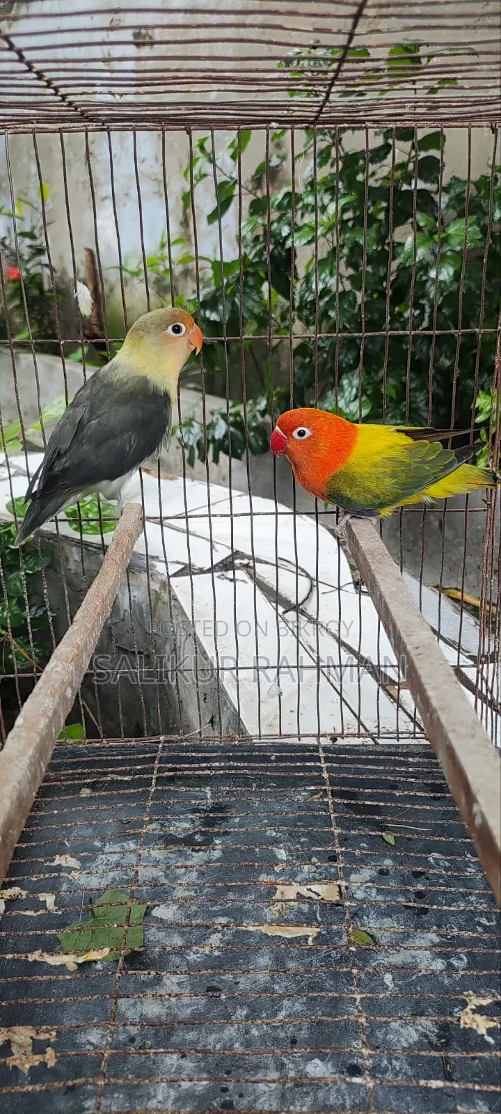 Love Bird