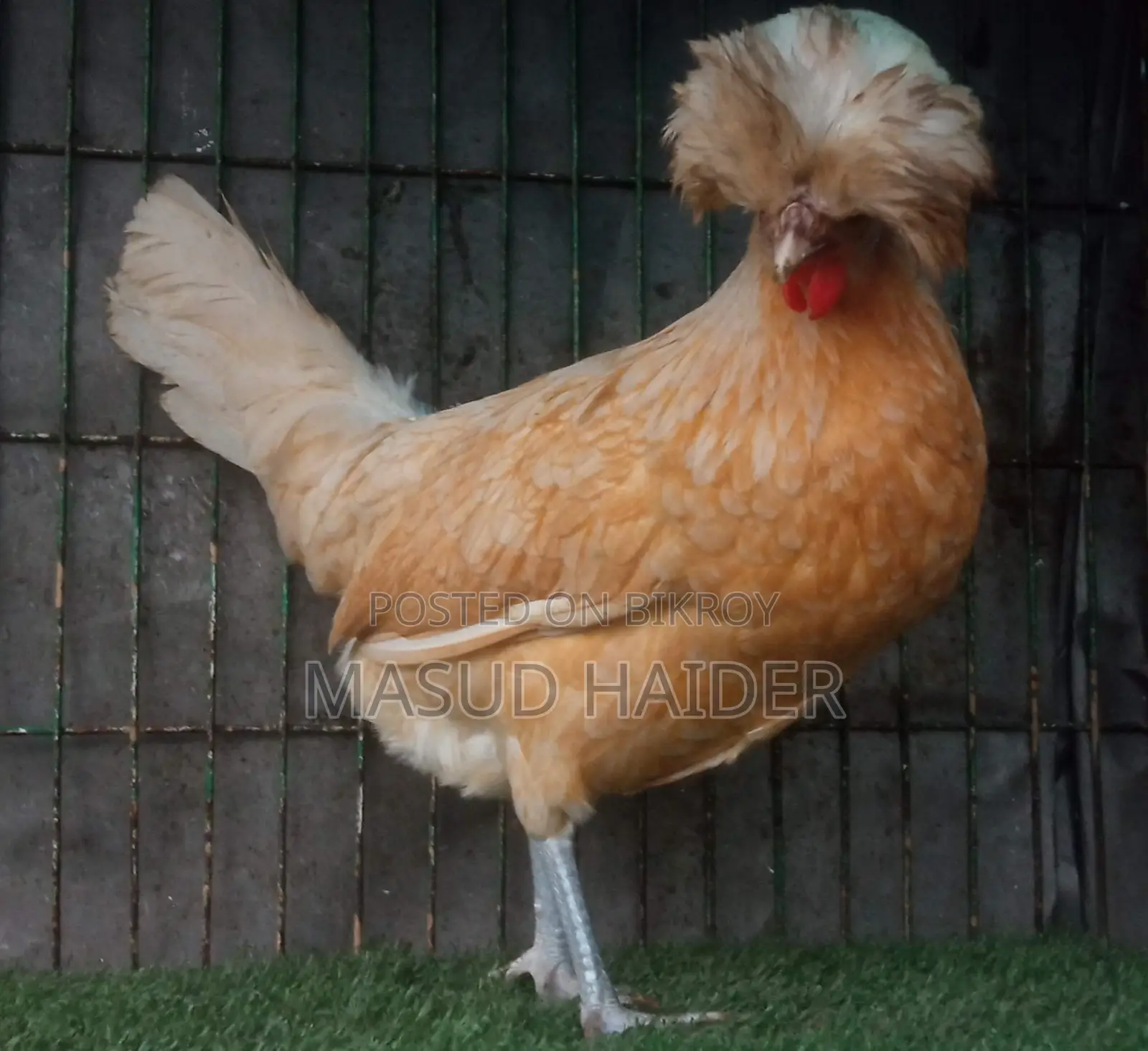 Polish Cap Chicken