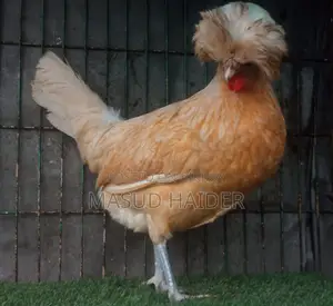 Polish Cap Chicken