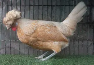 Polish Cap Chicken