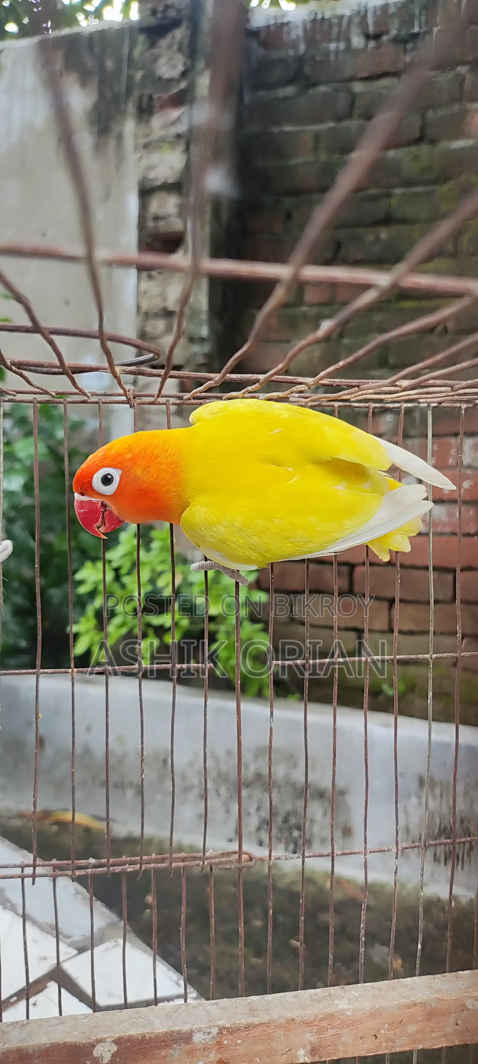 Love Bird