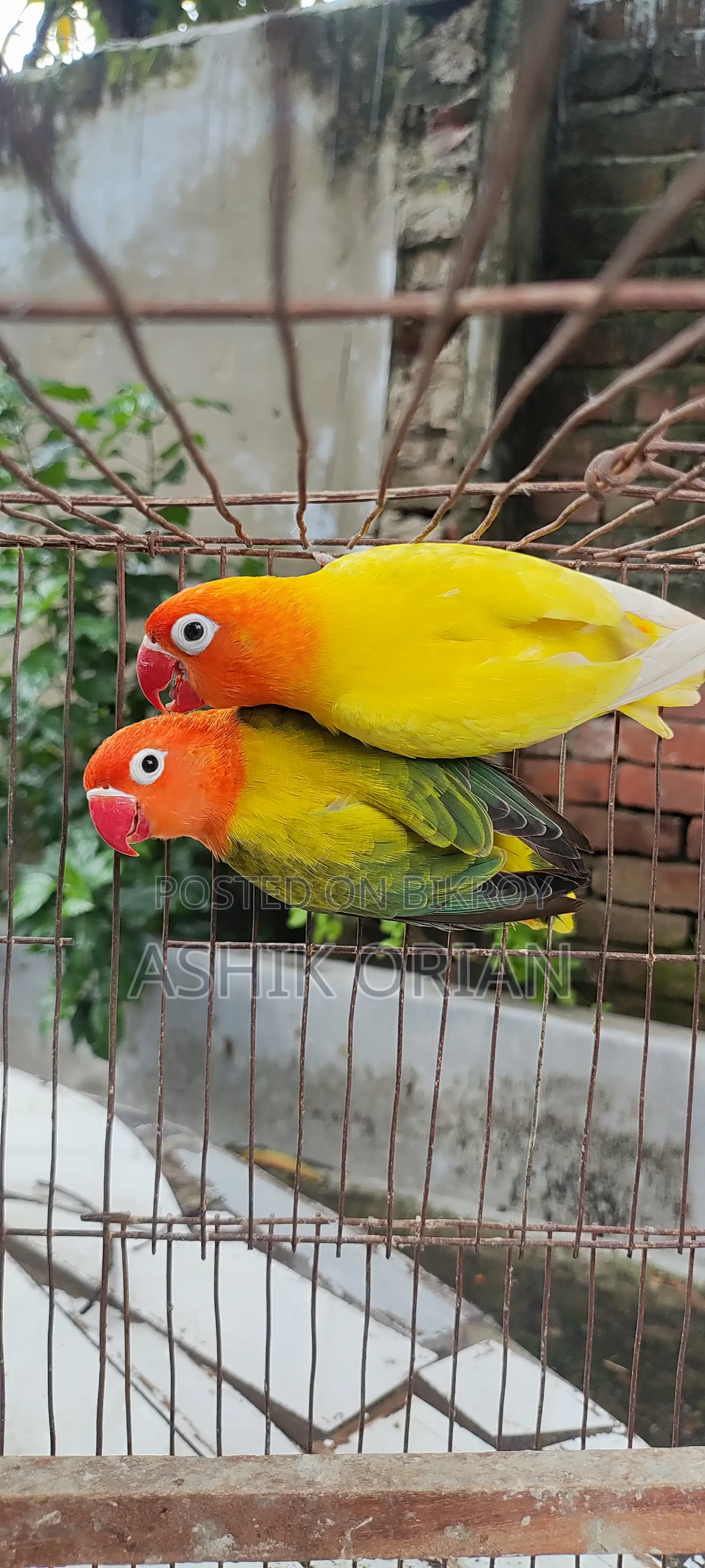 Love Bird