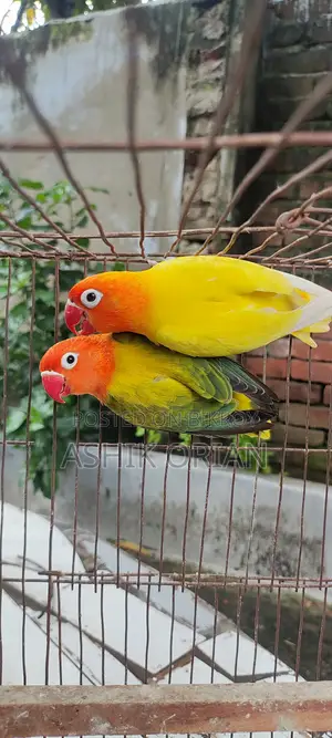 Love Bird