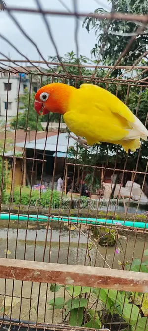 Love Bird
