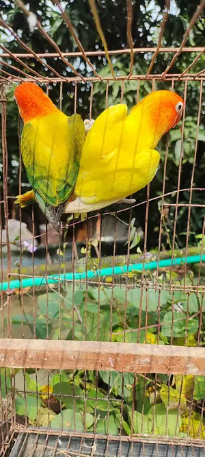 Love Bird