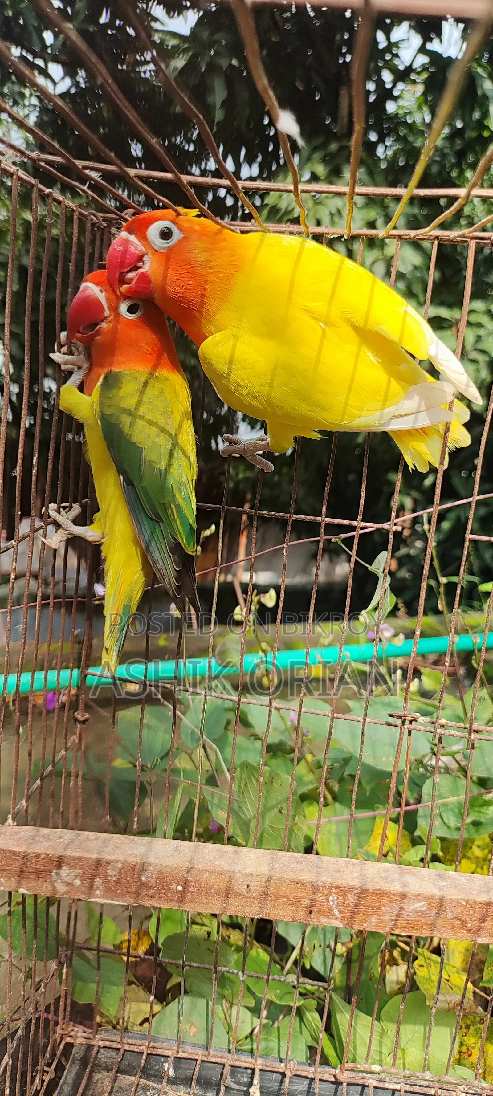 Love Bird