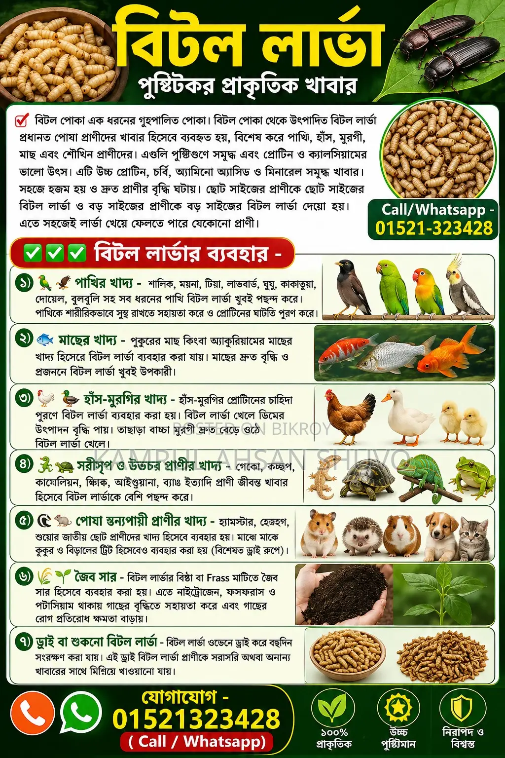 Beetle / Mealworm / Superworm / Beetle Larva