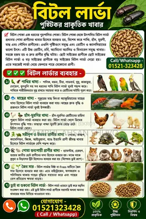 Beetle / Mealworm / Superworm / Beetle Larva