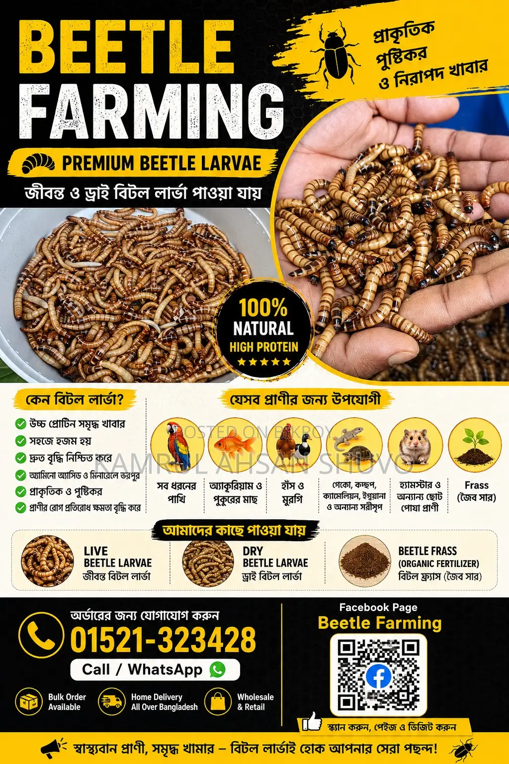 Beetle / Mealworm / Superworm / Beetle Larva