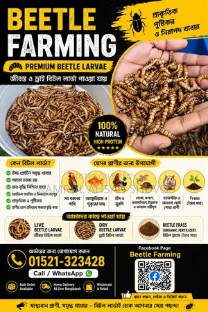 Beetle / Mealworm / Superworm / Beetle Larva