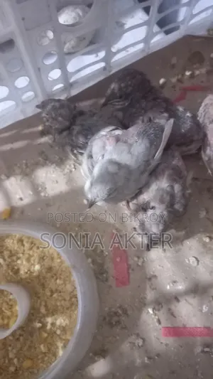 King Quail