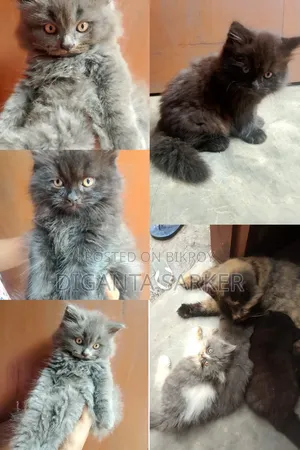 1-3 Months Male Purebred Persian