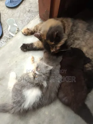 1-3 Months Male Purebred Persian