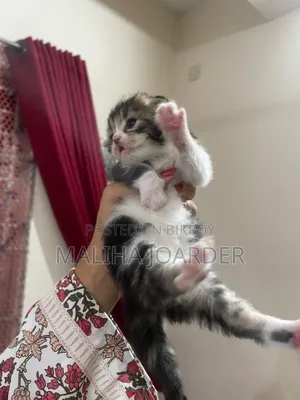 1-3 Months Male Purebred Persian