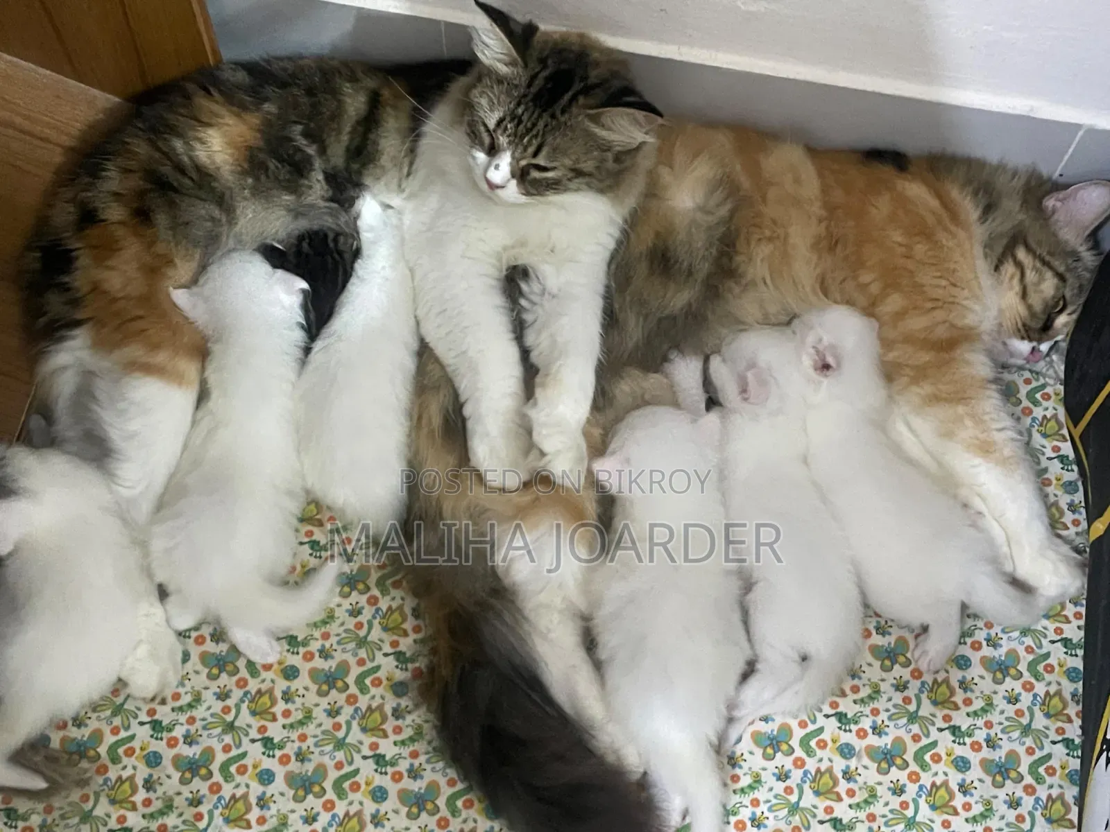 1-3 Months Male Purebred Persian